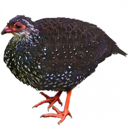 Nahan’s Partridge Quail